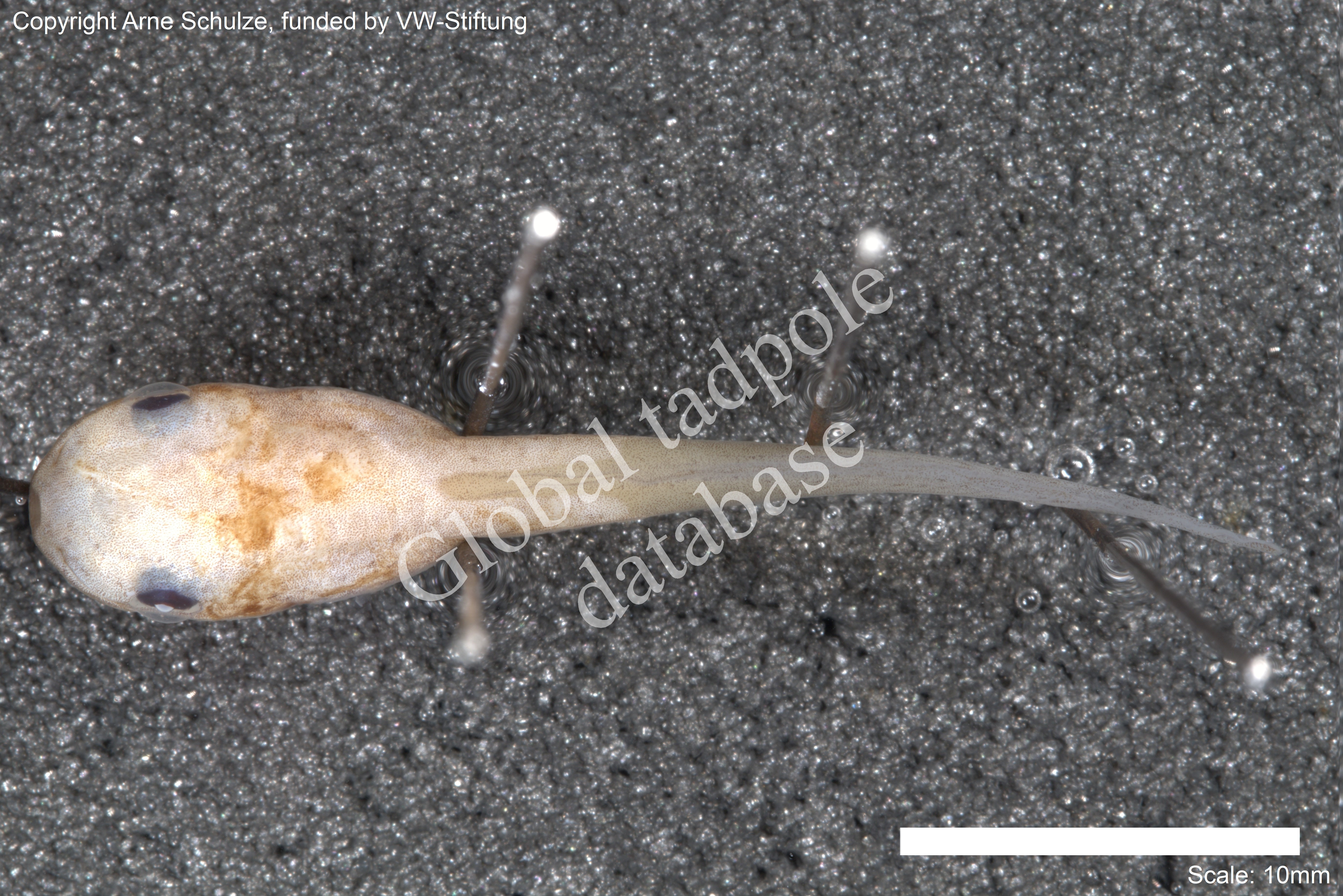 Sorry, no picture available